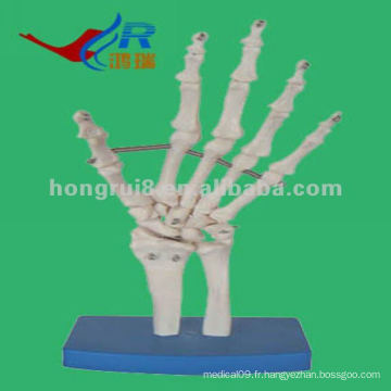 Modèle de main-squelettes HR-114 VIvid à taille réelle, main squelettique anatomique